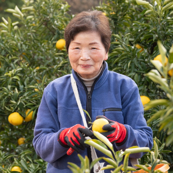 みかん【先行受付】【2026年3月中旬以降発送】濃厚な甘みに驚愕！ 瀬戸内のはるか＜約5kg＞広島 三原 佐木島 鷺島みかんじま 017029