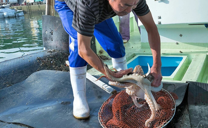 【三原市漁業協同組合】三原やっさタコのお造り 三種盛り 刺身 蛸 タコ 魚介類 マダコ 瀬戸内 031003