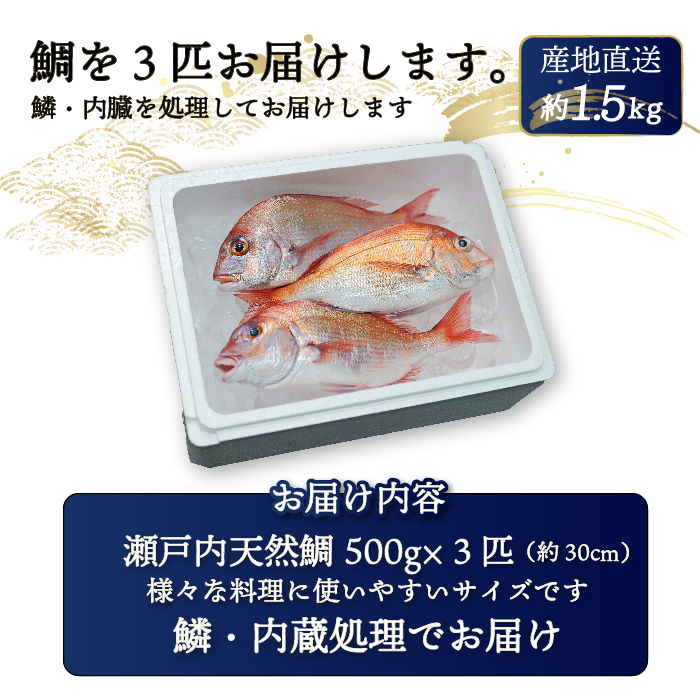 瀬戸内産 天然真鯛 約1.5kg（500g×3匹/鱗・内臓処理） 鯛 天然鯛 真鯛 天然 鮮魚 下処理済 瀬戸内 広島県 三原市　154001