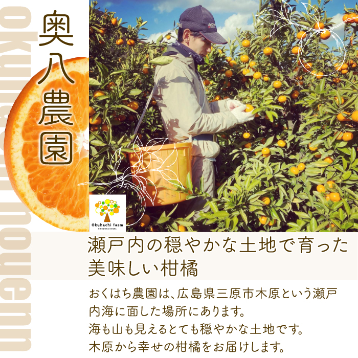 【おくはち農園】〈訳あり〉不知火 （しらぬい）2.5kg  《2026年3月～4月発送予定》栽培期間中 防腐剤 ワックス 不使用 旬 柑橘 かんきつ デコポン フルーツ 果物 瀬戸内 166009 