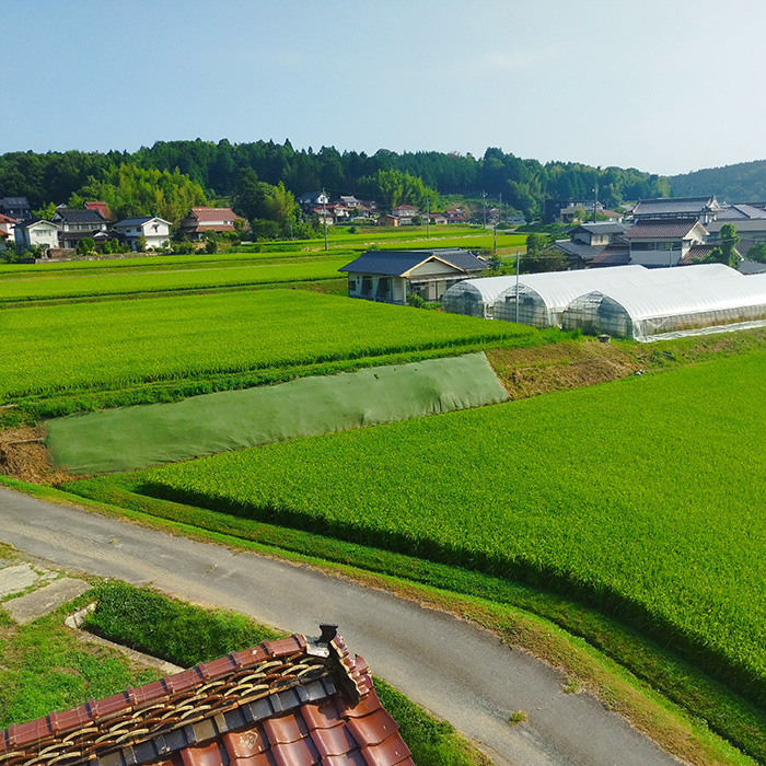 【令和7年】コシヒカリ 精米（白米）10kg こしひかり ごはん お米 米 おにぎり 181001