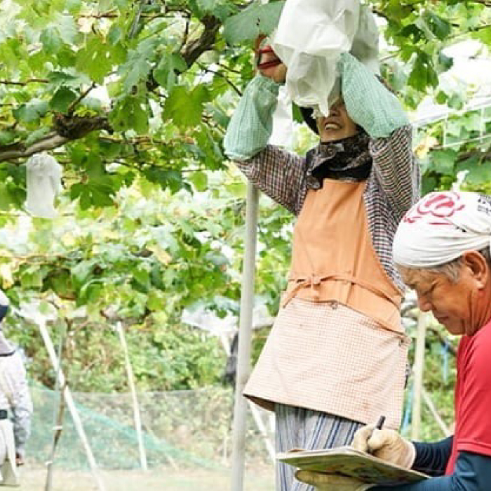 【三原・竹原共通返礼品】八天堂ファーム　果実なくりーむパンぶどう2種セット計8個（果実なくりーむパン シャインマスカット×4個、果実なくりーむパン 赤ぶどう×4個）クリームパン フルーツ ぶどう マスカット くりーむ 菓子パン 203001