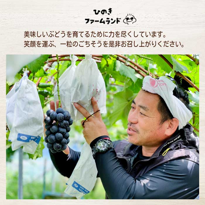 《2026年夏頃発送・先行受付》【ひのきファームランド】 訳あり ぶぶナガノパープル 1kg ぶどう 果物 フルーツ 233002