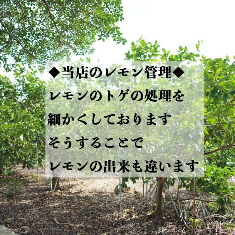 【定期便】無添加生搾り瀬戸内レモン果汁100% 1000ml×隔月3回 オーガニック 農薬残りなし 水無し ストレート レモン果汁 瀬戸内 国産 しまなみ 広島レモン 国産レモン 瀬戸田レモン ノーワックス 防腐剤不使用 尾道 エコレモン 瀬戸内レモン 082002