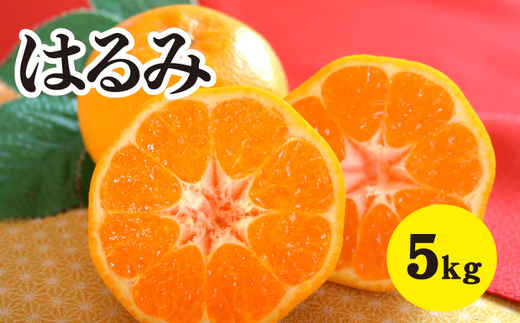 みかん 柑橘【先行受付】【2026年2月以降発送】甘くてジューシー！瀬戸内さぎしまのはるみ ＜約5kg＞ 広島 三原 佐木島 鷺島みかんじま みかん 017022