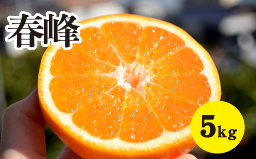 みかん【先行受付】【2026年3月上旬以降発送】甘味が強くむきやすい 希少な品種 春峰 ＜約5kg＞ 広島 三原 佐木島 鷺島みかんじま 017025