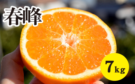 みかん【先行受付】【2026年3月上旬以降発送】甘味が強くむきやすい 希少な品種 春峰 ＜約7kg＞ 広島 三原 佐木島 鷺島みかんじま 017026
