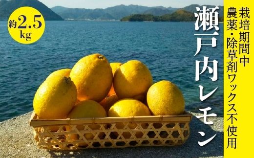 レモン【先行受付】【2025年12月以降発送】【栽培期間中 農薬・除草剤不使用】離島 佐木島！レモン 約2.5kg   広島 三原 佐木島 鷺島みかんじま 017037