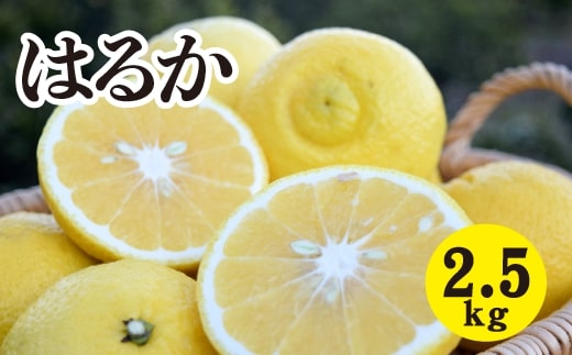 みかん【先行受付】【2026年3月中旬以降発送】濃厚な甘みに驚愕！ 瀬戸内のはるか＜約2.5kg＞広島 三原 佐木島 鷺島みかんじま 017068