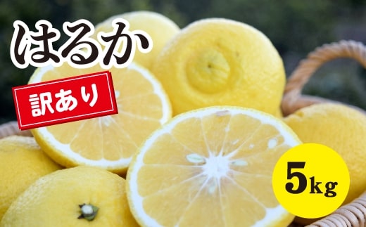 みかん【先行受付】【2026年3月中旬以降発送】濃厚な甘みに驚愕！ 瀬戸内の訳ありはるか＜約5kg＞広島 三原 佐木島 鷺島みかんじま 017069