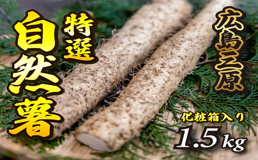 標高375ｍで採れた！自然薯（化粧箱入り）1.5kg 広島 三原 野菜 自然薯 とろろ 029004