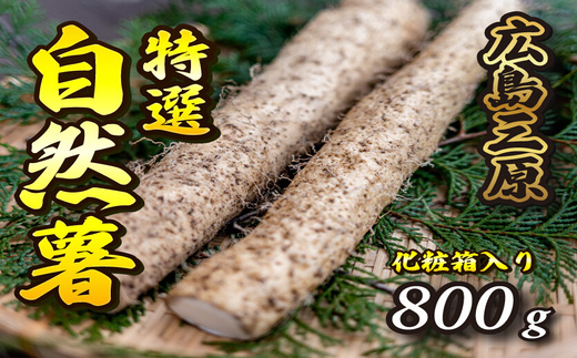 標高375ｍで採れた！自然薯（化粧箱入り）800g 野菜 自然薯 とろろ 広島 三原 029005