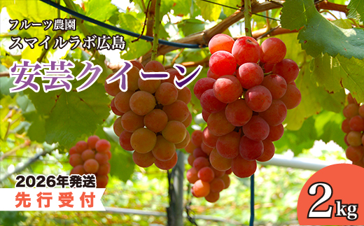【先行受付】安芸クイーン 2kg 2026年9月上旬以降順次発送予定 ブドウ 葡萄 ぶどう フルーツ 果物 安芸クイーン 新鮮 産地直送 広島県三原市 059006