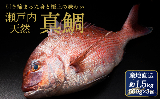 瀬戸内産 天然真鯛 約1.5kg（500g×3匹/鱗・内臓処理） 鯛 天然鯛 真鯛 天然 鮮魚 下処理済 瀬戸内 広島県 三原市　154001