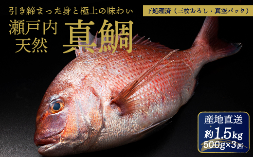 瀬戸内産 天然真鯛 約1.5kg（500g×3匹）【調理が楽ちん！三枚おろし・真空パックでお届け！】鯛 天然鯛 真鯛 天然 鮮魚 下処理済 三枚おろし 瀬戸内 広島県 三原市　154002