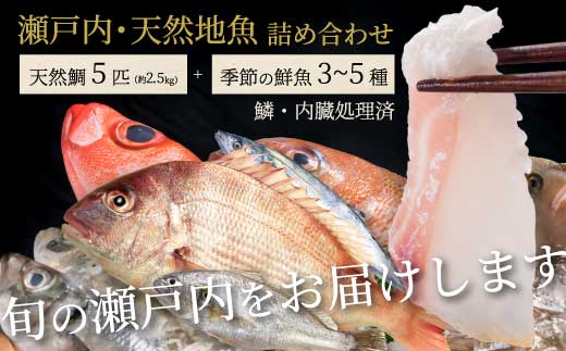 瀬戸内産 天然鯛 約2.5kg（500g×5匹/鱗・内臓処理）・鮮魚3～5種 詰め合わせ 地魚 鯛 天然鯛 真鯛 天然 鮮魚 下処理済 瀬戸内 広島県 三原市 154008