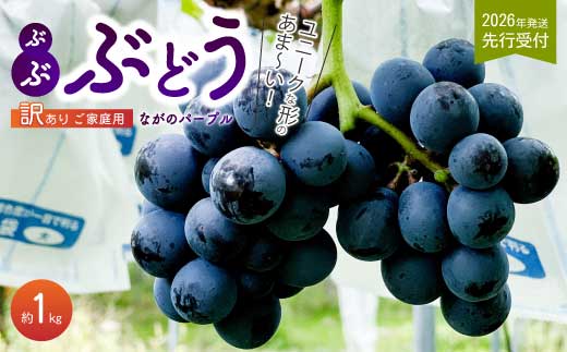 《2026年夏頃発送・先行受付》【ひのきファームランド】 訳あり ぶぶナガノパープル 1kg ぶどう 果物 フルーツ 233002