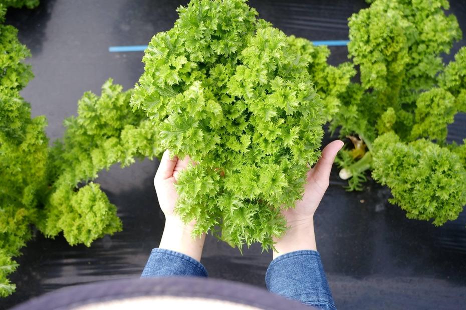 しまなみリーフ8袋　（1袋140ｇＸ8袋）2025年11月下旬から発送【野菜 サラダ 無農薬 やさい 食品 人気 おすすめ 尾道 因島】