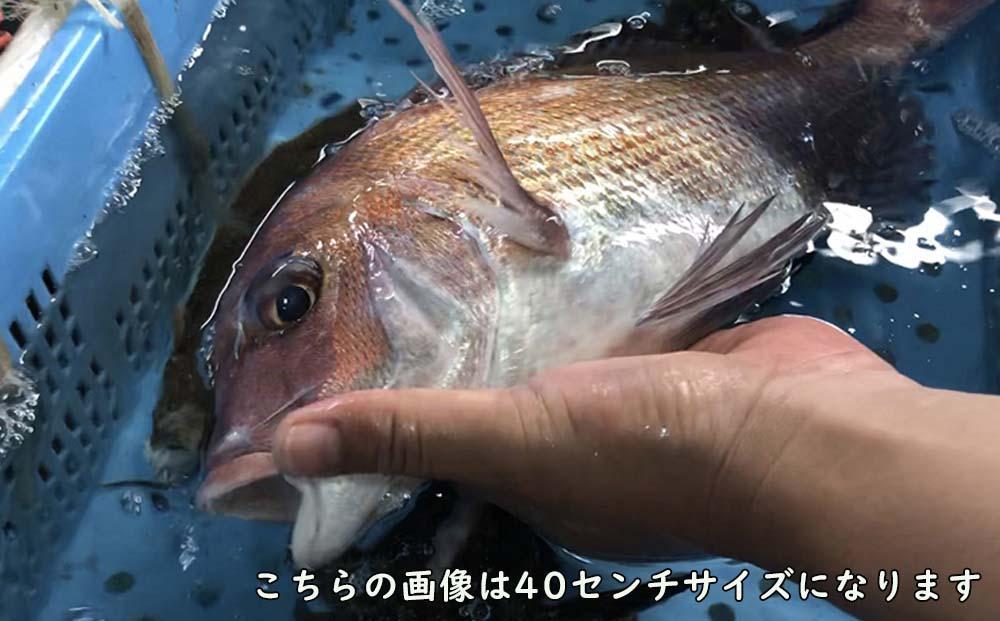 天然真鯛の塩焼き７尾 ～お祝い・お食い初め等におすすめ～【お祝い ギフト お食い初め 尾道市 鯛 塩焼き 真鯛】