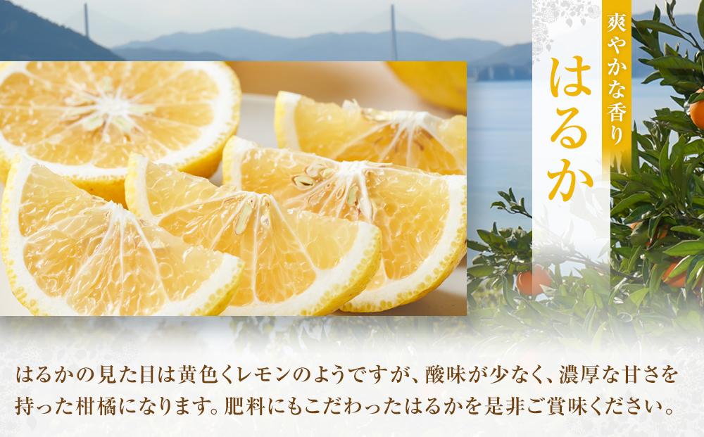 爽やかな甘さのはるか　4.5ｋｇ　＜2026年2月下旬より発送開始＞【はるか みかん フルーツ 果物 青果 柑橘 尾道市】