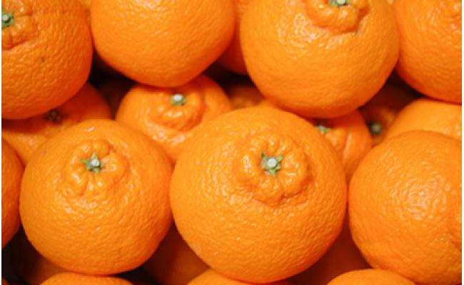 ☆先行 予約 ハウス栽培 しらぬい 3kg【2025年3月～発送開始】【みかん 不知火 柑橘 果物 フルーツ 産地直送 人気 おすすめ 瀬戸内 広島県  尾道市】