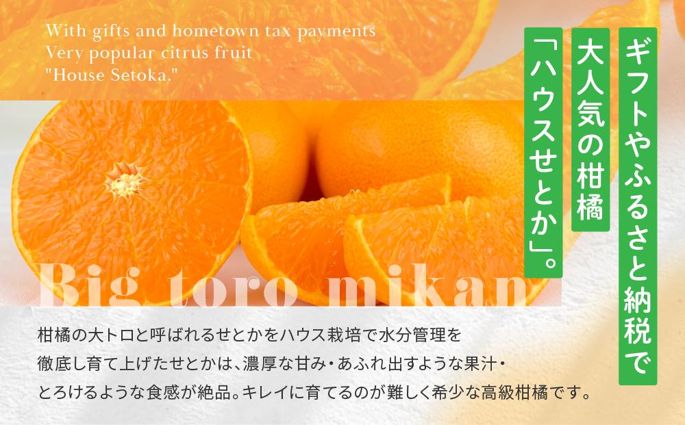 高級柑橘 贈答用ハウスせとか化粧箱8玉～12玉 2026年2月中旬～発送予定