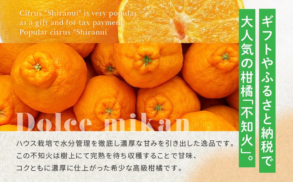 高級柑橘 贈答用 越冬完熟ハウスしらぬひ（不知火）化粧箱8玉