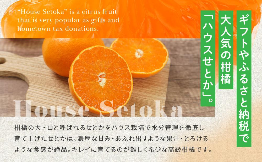 柑橘の大トロ！完熟ハウスせとか 1kg 2026年2月中旬～発送予定