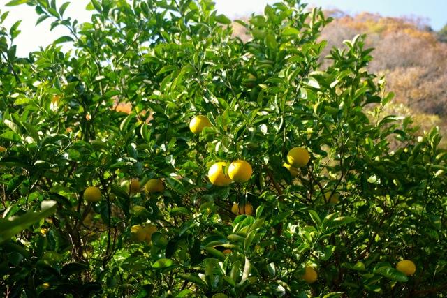 自然農歴11年以上　はっさく・紅八朔　7.5kg【柑橘 果物 フルーツ 国産 人気 おすすめ 瀬戸内 広島県  尾道市】