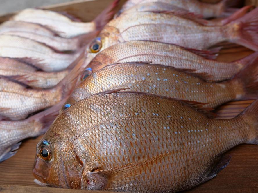 慶事用 特大 鯛の浜焼き 一尾入【たい 天然 真鯛 魚 魚介 ギフト お食い初め 郷土料理 尾道】