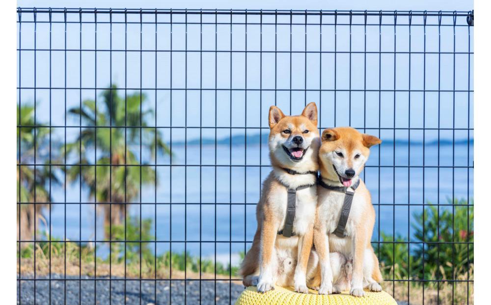 愛犬と泊まる絶景グランピング「LEMON FARM GLAMPING しまなみ」宿泊補助券 15,000円分