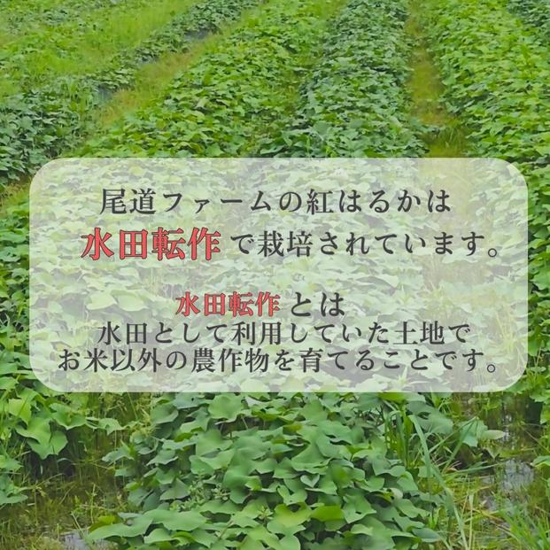 生芋(紅はるか) 5kg（サイズS～L混合）