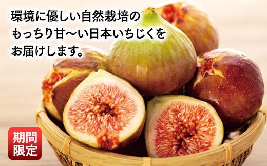 【期間限定】《海辺のいちじく園》日本いちじく  【家庭用】300g×4パック