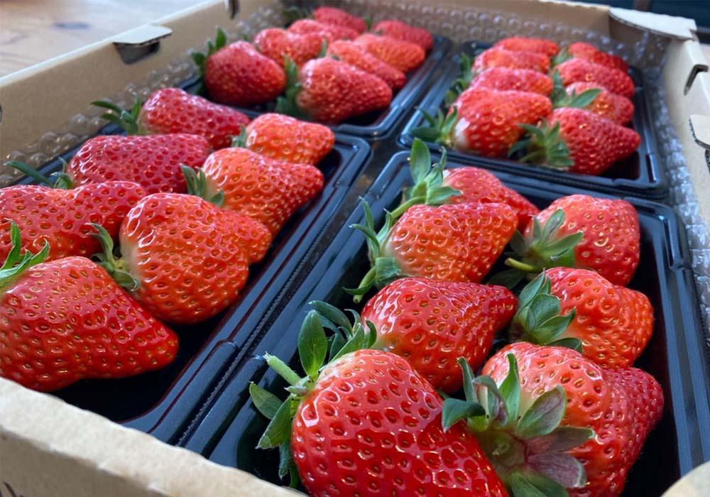 河野園芸の完熟いちご４パック ＜2026年1月から発送開始＞【苺 いちご フルーツ 果物 おすすめ 人気 広島県 尾道市】