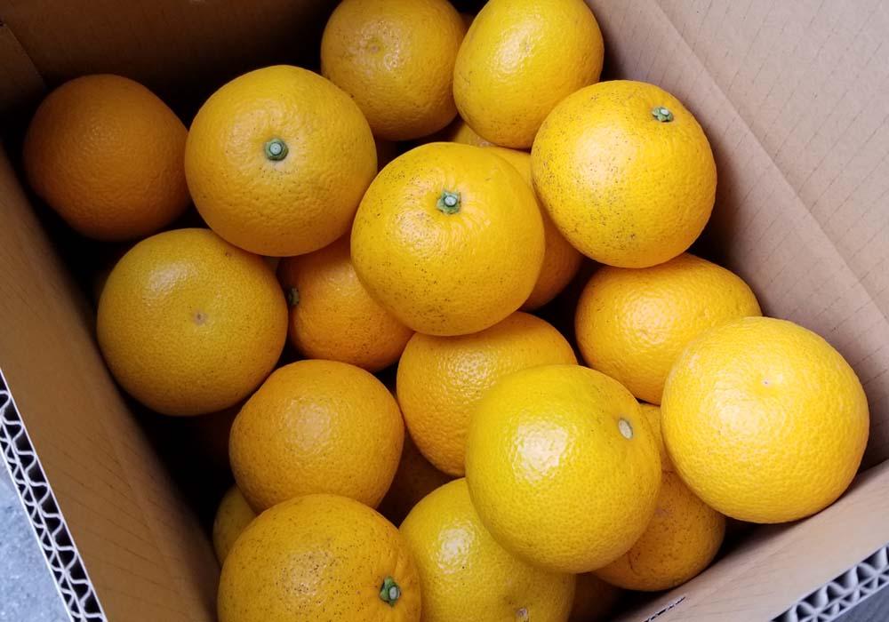 しまなみはっさく  家庭用八朔 5kg（尾道市因島・生口島産）【2026年2月上旬から発送】