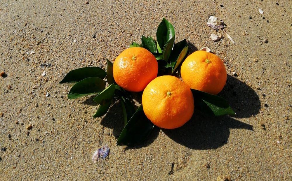 いしじみかん 約5kg（2L・3L）【2025年12月から発送】【柑橘 フルーツ 果物 くだもの 食品 人気 おすすめ 広島県 尾道市】