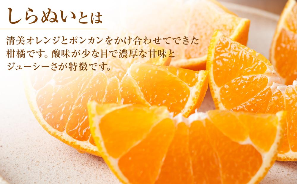 しらぬい 約3kg（2L・3L）【 2026年2月下旬から発送】【不知火 柑橘 フルーツ 果物 くだもの 食品 人気 おすすめ 広島県 尾道市】