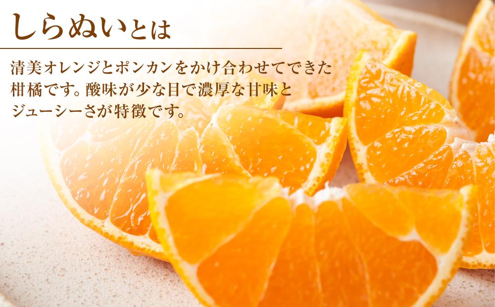 しらぬい 約5kg（家庭用）【2026年2月から発送】【不知火 柑橘 フルーツ 果物 くだもの 食品 人気 おすすめ 広島県 尾道市】