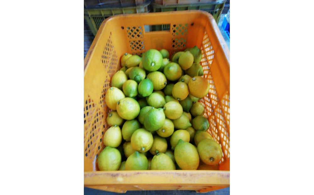 【訳あり】レモン　家庭用　5kg