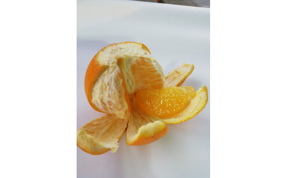 【訳あり】紅八朔　家庭用　5kg　Mサイズ