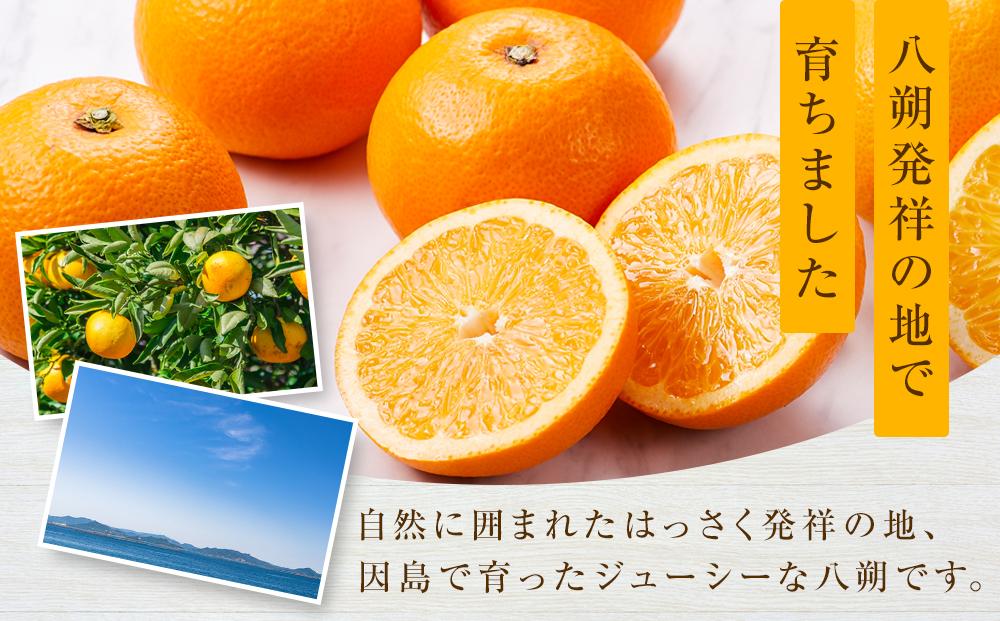しまの八朔セット約8kg（Mサイズ程度　約30個　紅八朔と八朔）＜2026年1月下旬から発送＞【フルーツ 果物 くだもの 食品 人気 おすすめ】