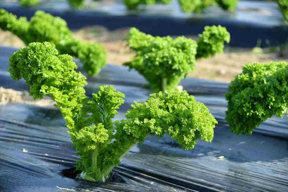 しまなみリーフ8袋　（1袋140ｇＸ8袋）2025年11月下旬から発送【野菜 サラダ 無農薬 やさい 食品 人気 おすすめ 尾道 因島】