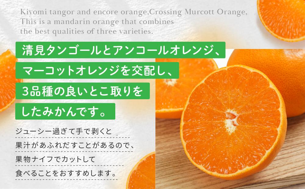 高級柑橘 贈答用ハウスせとか化粧箱8玉～12玉 2026年2月中旬～発送予定