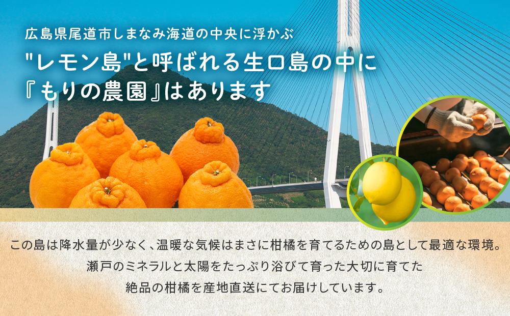 高級柑橘 贈答用 越冬完熟ハウスしらぬひ（不知火）化粧箱8玉