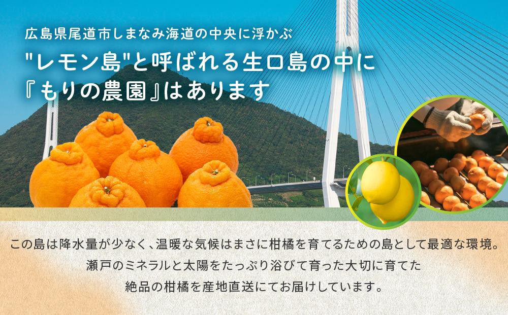 柑橘の大トロ！完熟ハウスせとか  10kg 2026年2月中旬～発送予定