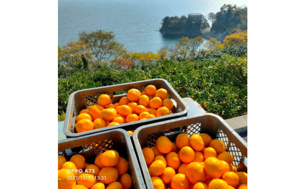 尾道柑橘バラエティーセット 10kg