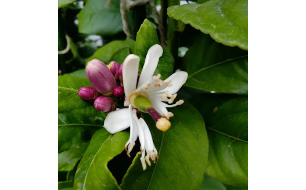 尾道柑橘バラエティーセット 15kg