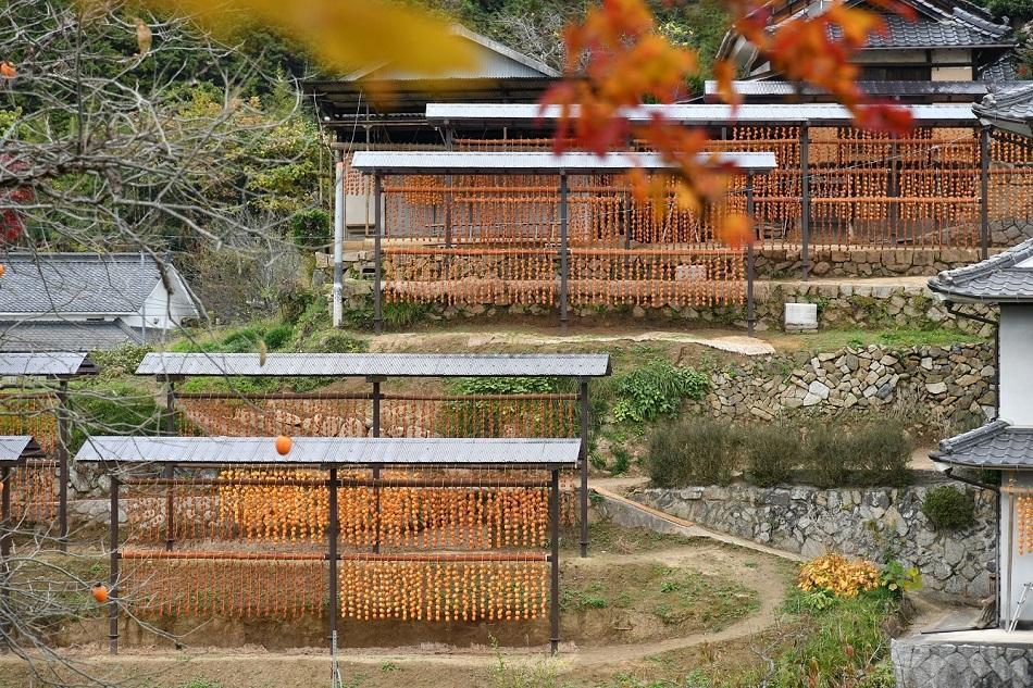 《期間限定》 柿の王様・西条柿の干し柿（特大20個・桐箱入り）【かき 果物 フルーツ 乾物 ほしがき 人気 おすすめ 広島県  尾道市】