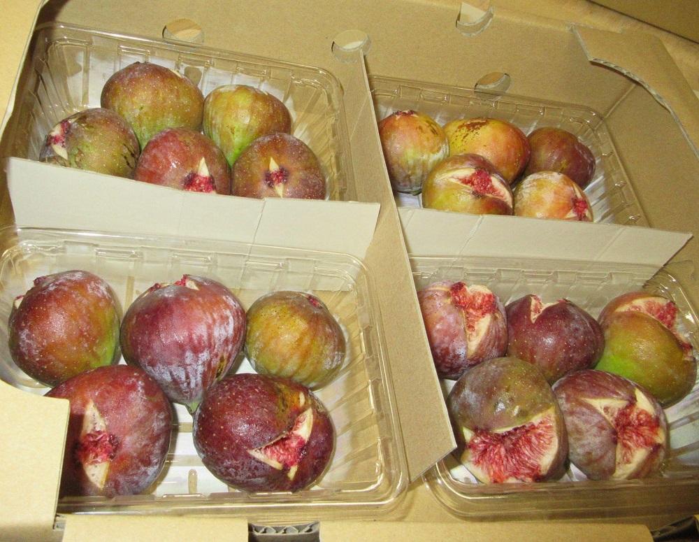 【期間限定】《海辺のいちじく園》日本いちじく  【家庭用】300g×4パック