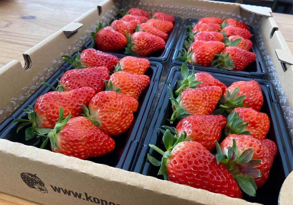 河野園芸の完熟いちご４パック ＜2026年1月から発送開始＞【苺 いちご フルーツ 果物 おすすめ 人気 広島県 尾道市】